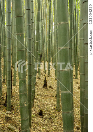  Bamboo forest of Gochangeupseong Fortress 133994239