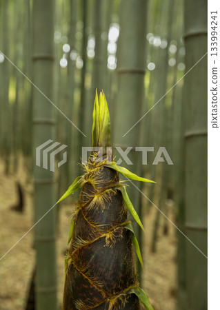 Bamboo shoots of Maengjong Bamboo Forest Bamboo shoots of Maengjong Bamboo Forest 133994241
