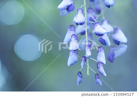 A single wisteria flower 133994527