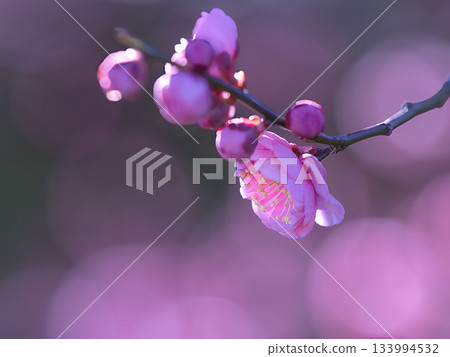 梅花告訴春天的到來 133994532