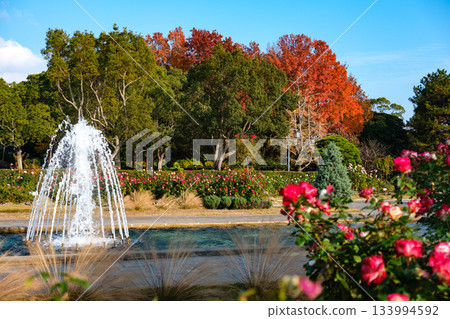 Blooming roses and a fountain in the garden at Suma Rikyu Park in Kobe 133994592