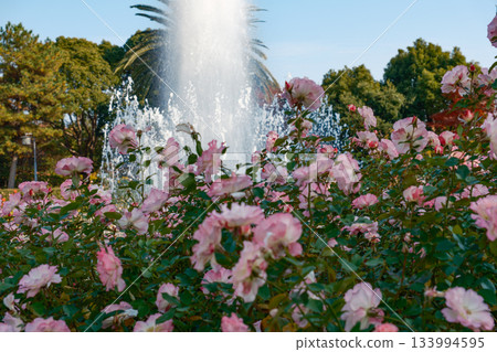 Blooming roses and a fountain in the garden at Suma Rikyu Park in Kobe 133994595