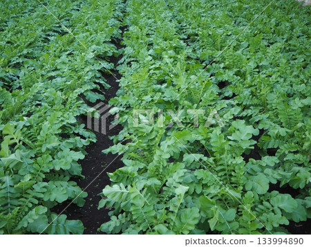 Daikon field Daikon field 133994890