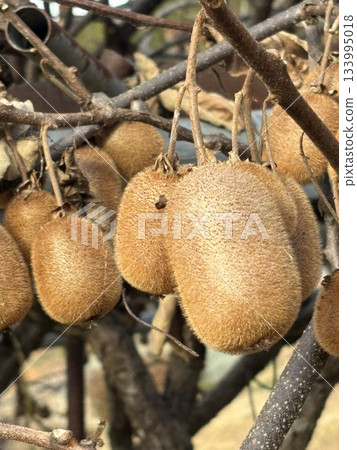 Harvested kiwi fruit 133995018