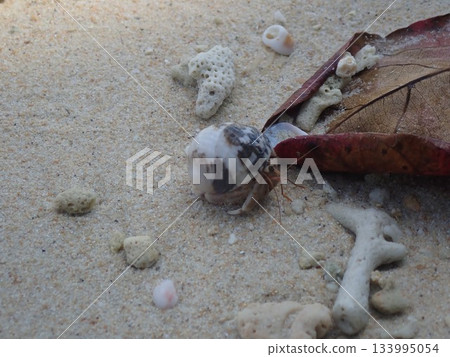 Hermit crabs on Koh Kradan Island, Thailand 133995054