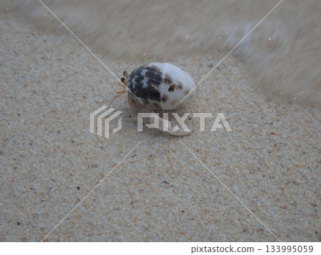 泰國閣骨島上的寄居蟹 133995059