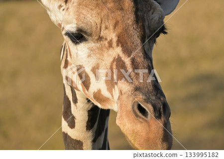 People who wear false eyelashes may envy giraffes 133995182