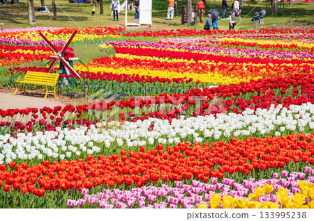 木曾三泉公園的鬱金香（岐阜縣海津市木曾三泉公園中心） 133995238