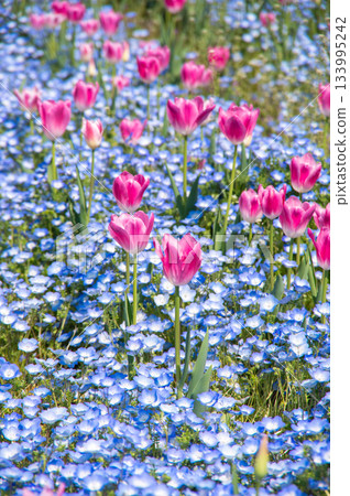 Tulips and nemophila at Kiso Sansen Park (Kiso Sansen Park Center, Kaizu City, Gifu Prefecture) Tulips and nemophila at Kiso Sansen Park (Kiso Sansen Park Center, Kaizu City, Gifu Prefecture) 133995242