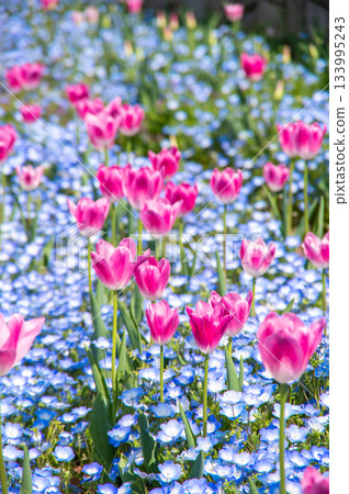 Tulips and nemophila at Kiso Sansen Park (Kiso Sansen Park Center, Kaizu City, Gifu Prefecture) Tulips and nemophila at Kiso Sansen Park (Kiso Sansen Park Center, Kaizu City, Gifu Prefecture) 133995243
