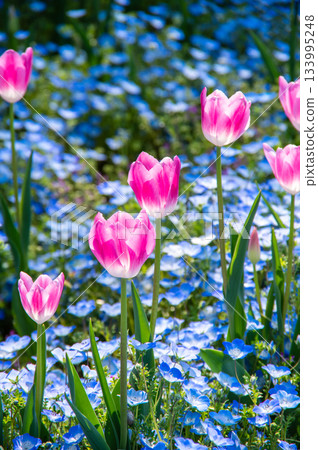 木曾三泉公園的鬱金香和粉蝶（岐阜縣海津市木曾三泉公園中心） 133995248