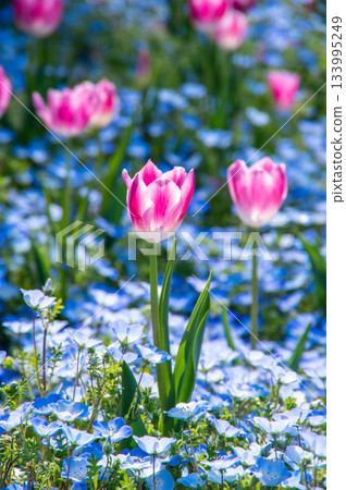 木曾三泉公園的鬱金香和粉蝶（岐阜縣海津市木曾三泉公園中心） 133995249