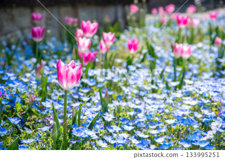 木曾三泉公園的鬱金香和粉蝶（岐阜縣海津市木曾三泉公園中心） 133995251