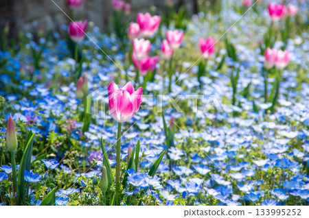 Tulips and nemophila at Kiso Sansen Park (Kiso Sansen Park Center, Kaizu City, Gifu Prefecture) 133995252