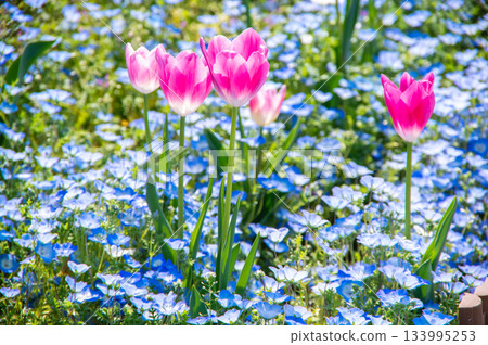 木曾三泉公園的鬱金香和粉蝶（岐阜縣海津市木曾三泉公園中心） 133995253