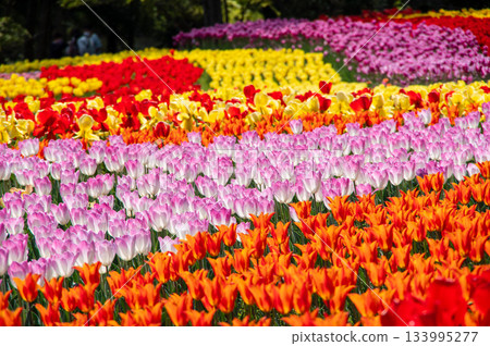 木曾三泉公園的鬱金香（岐阜縣海津市木曾三泉公園中心） 133995277