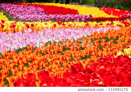 木曾三泉公園的鬱金香（岐阜縣海津市木曾三泉公園中心） 133995278