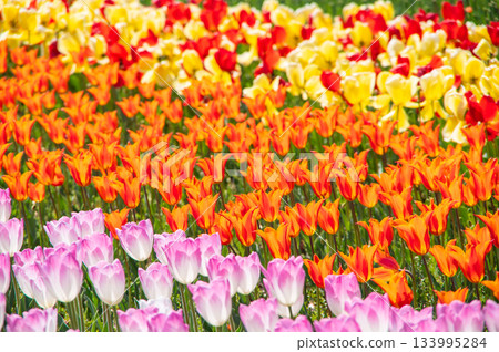 木曾三泉公園的鬱金香（岐阜縣海津市木曾三泉公園中心） 133995284