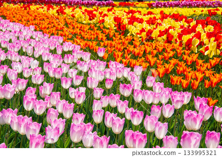 木曾三泉公園的鬱金香(岐阜縣海津市木曾三泉公園中心) 木曾三泉公園的鬱金香(岐阜縣海津市木曾三泉公園中心) 133995321