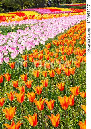Tulips at Kiso Sansen Park (Kiso Sansen Park Center, Kaizu City, Gifu Prefecture) Tulips at Kiso Sansen Park (Kiso Sansen Park Center, Kaizu City, Gifu Prefecture) 133995327