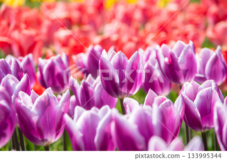 木曾三泉公園的鬱金香（岐阜縣海津市木曾三泉公園中心） 133995344