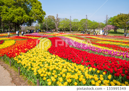 木曾三泉公園的鬱金香（岐阜縣海津市木曾三泉公園中心） 133995349