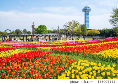 木曾三泉公園的鬱金香（岐阜縣海津市木曾三泉公園中心） 133995354