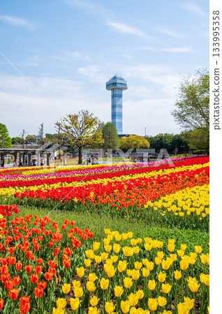 Tulips at Kiso Sansen Park (Kiso Sansen Park Center, Kaizu City, Gifu Prefecture) 133995358