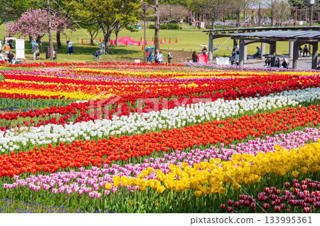 Tulips at Kiso Sansen Park (Kiso Sansen Park Center, Kaizu City, Gifu Prefecture) 133995361
