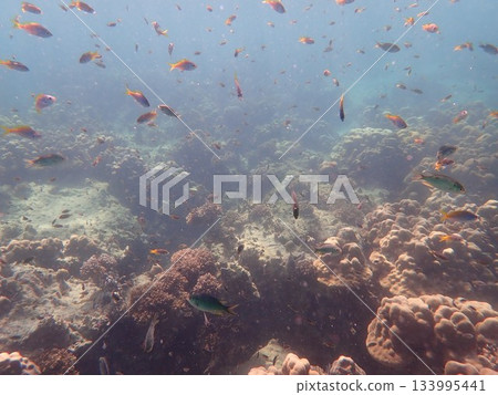 來自泰國閣哥丹島的魚 133995441