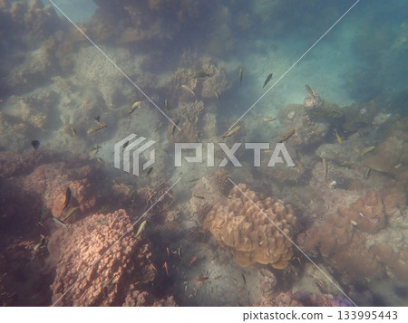 來自泰國閣哥丹島的魚 133995443