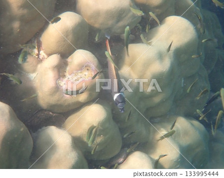 來自泰國閣哥丹島的魚 133995444