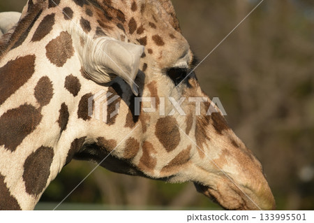 Giraffes have long necks and legs, but also long faces. Giraffes have long necks and legs, but also long faces. 133995501
