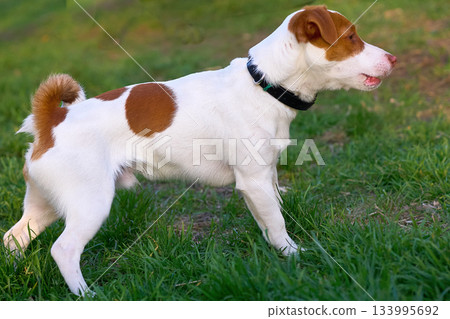 Funny Jack Russell terrier with a black collar on green grass 133995692
