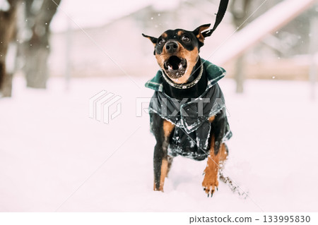 Funny Black Miniature Pinscher Zwergpinscher, Min Pin Dog Playing And Running Outdoor In Snow, Winter Season Funny Black Miniature Pinscher Zwergpinscher, Min Pin Dog Playing And Running Outdoor In Snow, Winter Season 133995830