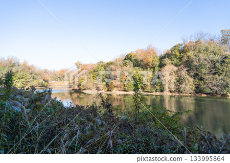 Old Pond (Shijonawate City, Osaka Prefecture) Old Pond (Shijonawate City, Osaka Prefecture) 133995864