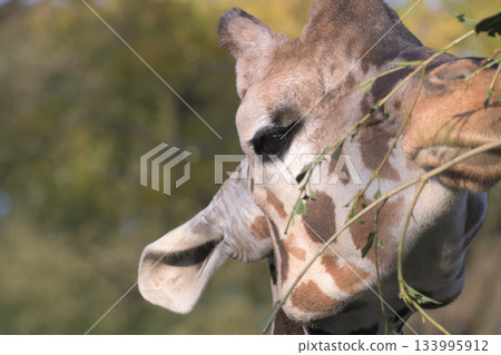 A giraffe uses its mouth to pluck leaves from a branch and eat them A giraffe uses its mouth to pluck leaves from a branch and eat them 133995912
