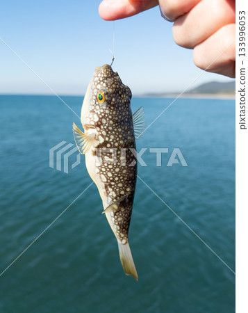 Common blowfish 133996053
