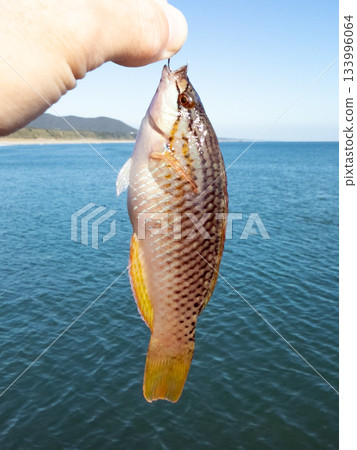 新鮮捕撈的星鱸 133996064