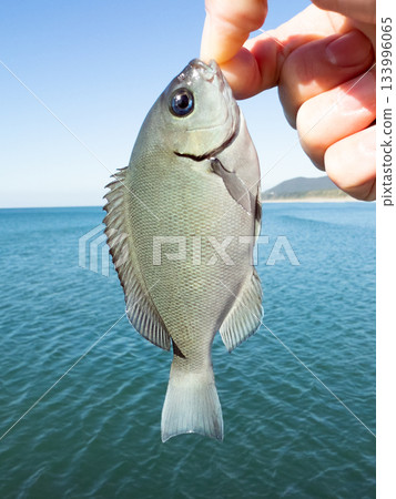 大型黑魚（Gure） 133996065