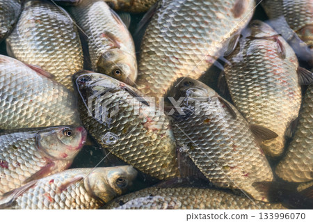 Rich good catch.Fresh river fish crucian carp on a counter at the market 133996070