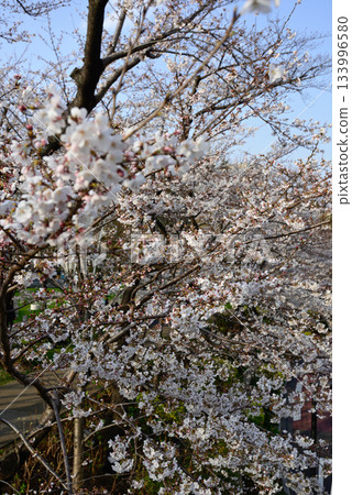 Tokyo Midtown Cherry Blossom Avenue Tokyo Midtown Cherry Blossom Avenue 133996580
