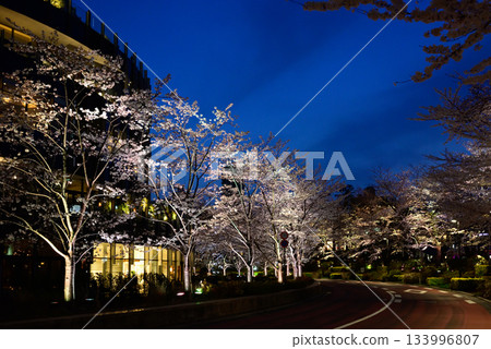 Tokyo Midtown Cherry Blossom Trees (Illuminated) 133996807