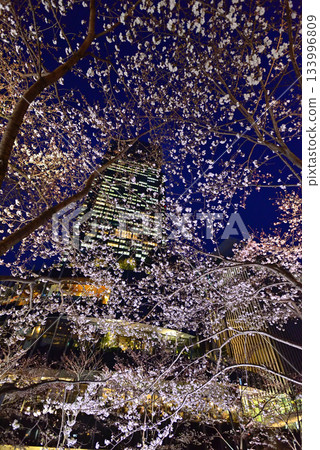 東京中城櫻（燈光秀） 133996809