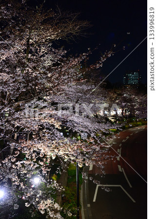 東京中城櫻（燈光秀） 133996819