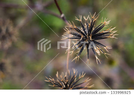 Small sandalwood seeds 133996925