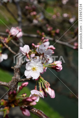 Cherry blossoms at Chidorigafuchi Cherry blossoms at Chidorigafuchi 133997234