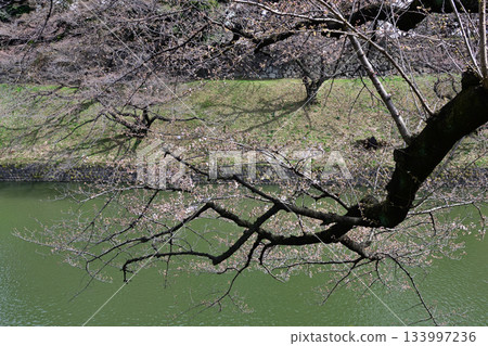 Cherry blossoms at Chidorigafuchi Cherry blossoms at Chidorigafuchi 133997236