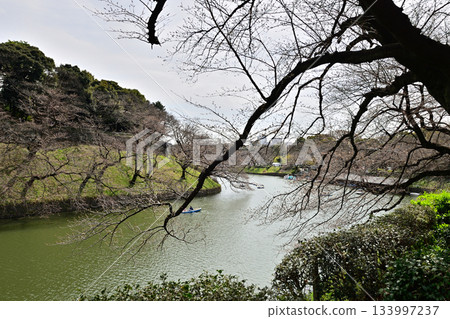 Cherry blossoms at Chidorigafuchi Cherry blossoms at Chidorigafuchi 133997237