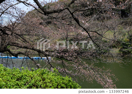 Cherry blossoms at Chidorigafuchi Cherry blossoms at Chidorigafuchi 133997246